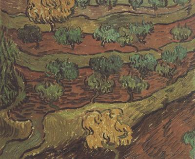 Olive Trees against a Slope of a Hill (nn04), Vincent Van Gogh